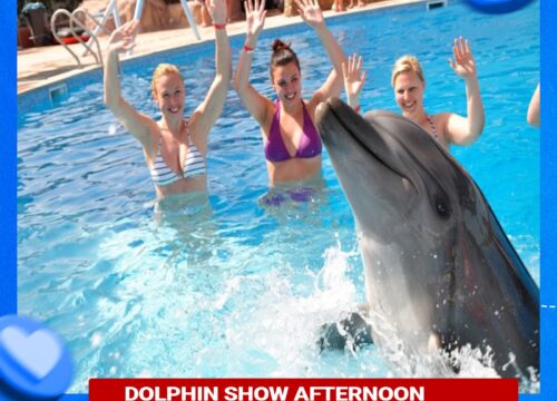 Dolphin Show Afternoon