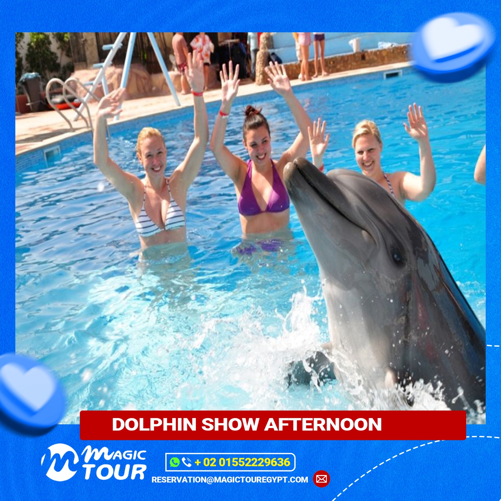 Dolphin Show Afternoon