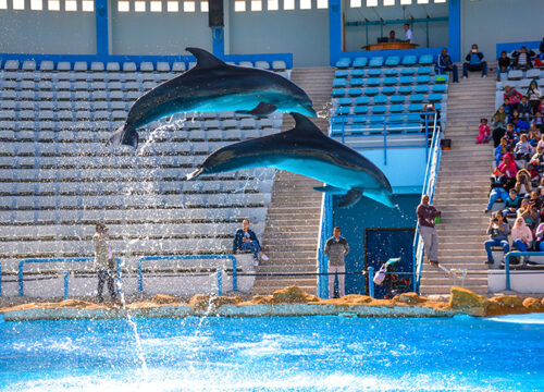 Dolphin Show Afternoon