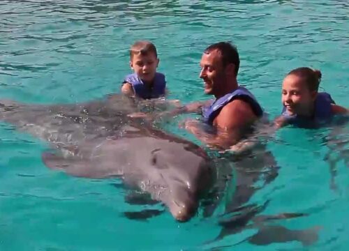 SWIMMING WITH DOLPHIN ( 5 M )